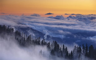green trees, nature, landscape, Yosemite National Park, mist HD wallpaper