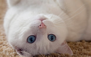 short-fur white cat, cat, upside down, carpets, blue eyes HD wallpaper
