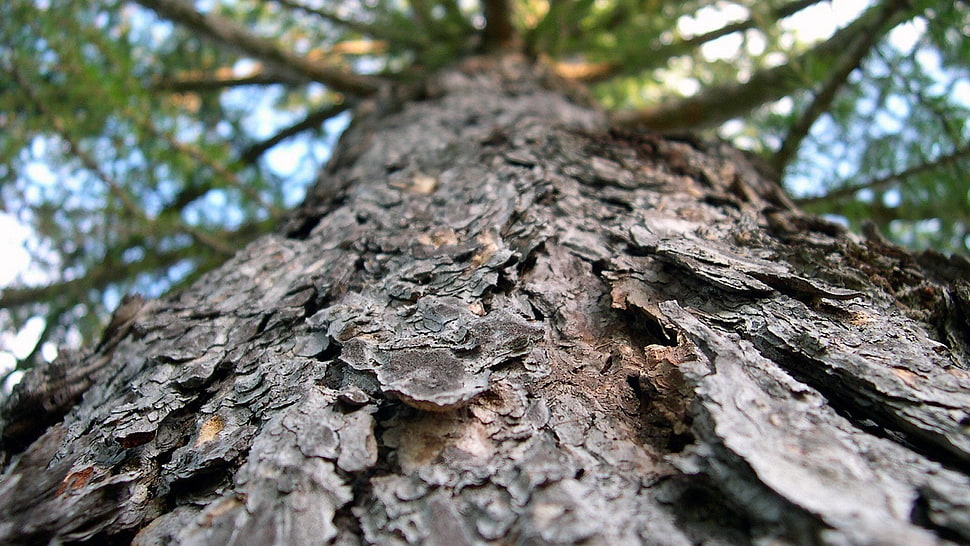 green tree, trees, macro HD wallpaper