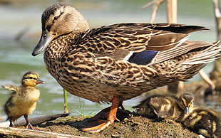 brown duck with chick