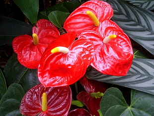 red flowering plant