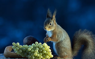 gray squirrel about to pick green grapes