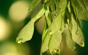 water droplets on green leaf close-up photography