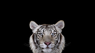 albino tiger with black background, photography, mammals, cat, tiger