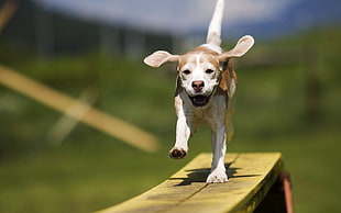 selective focus photography of running lemon and white Beagle HD wallpaper