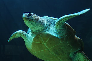 underwater, turtle, sea turtle, sea life