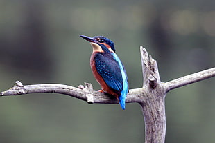 blue and red bird on gray branch selective photo, european kingfisher