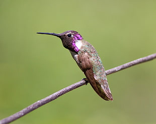 micro shot photography of bird, hummingbird