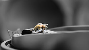 selective focus photography of honeybee