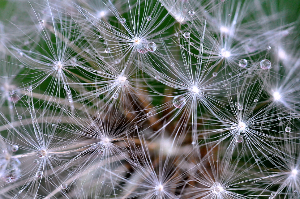 white Dandelions with water Droplets HD wallpaper