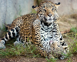 photo Leopard its cub during daytime HD wallpaper
