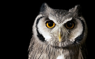 brown and white owl closeup photography