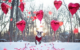 adult gray and white American pit bull terrier stand on snowfield near balloon heart