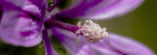 macro photo of purple Malva flower HD wallpaper