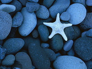 gray starfish on stone HD wallpaper