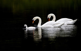 photo of three swans in lake