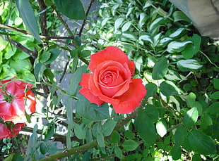 selective focus photography of red Rose flower