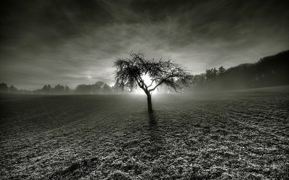 bare tree, landscape HD wallpaper