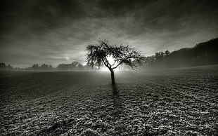 bare tree, landscape