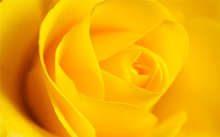 selective focus photography of yellow rose flower HD wallpaper