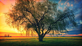green tree, trees, sunset, morning HD wallpaper
