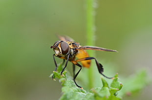 Hoverfly perched on green leaf in closeup photography