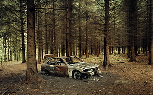 abandoned car in forest