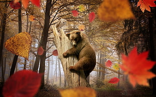 grizzly bear on trunk and barn owl surrounded by woods HD wallpaper