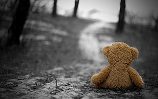 selective color photography of brown bear plush toy HD wallpaper