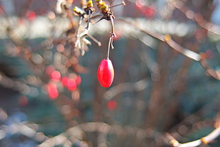 oval red fruit, winter, garden, red, fruit