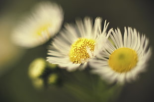 selective focus photography white-and-yellow petaled flowers HD wallpaper