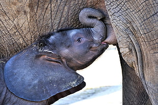 gray baby elephant drinking milk