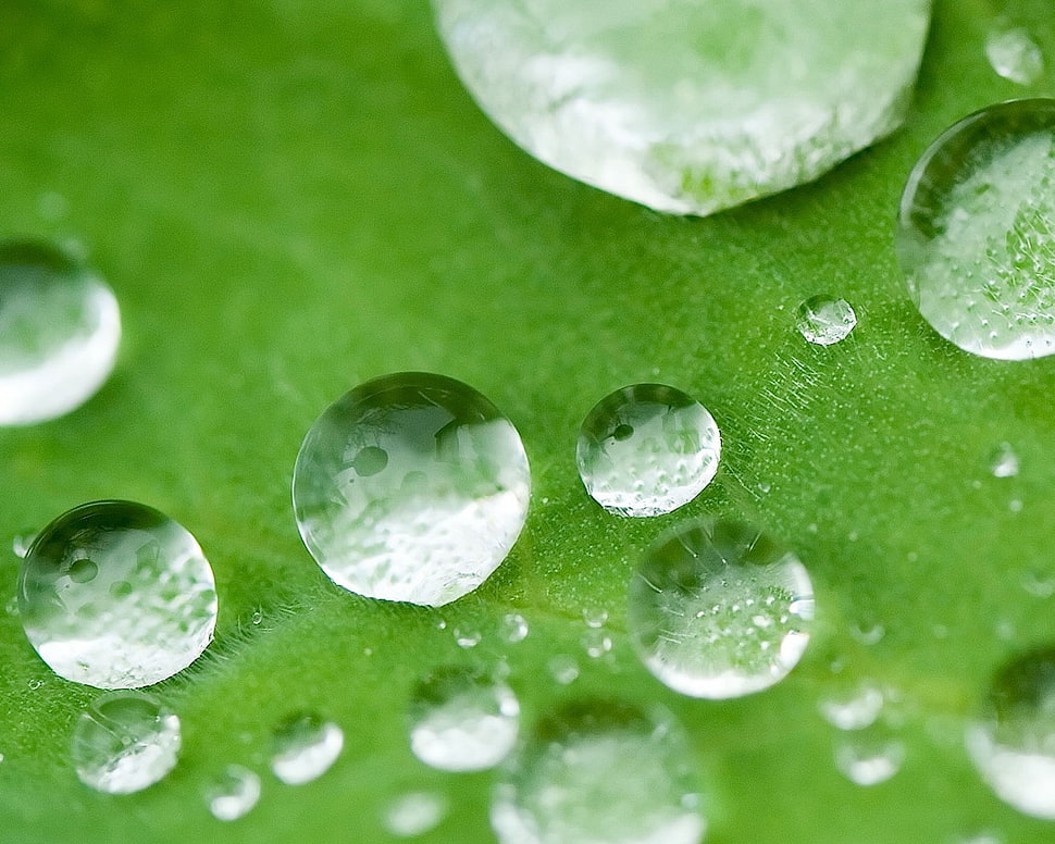 dewdrops on green leaf plant HD wallpaper
