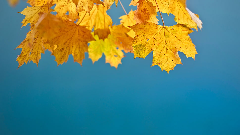 yellow maple leaves photo HD wallpaper
