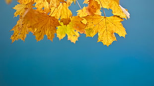 yellow maple leaves photo