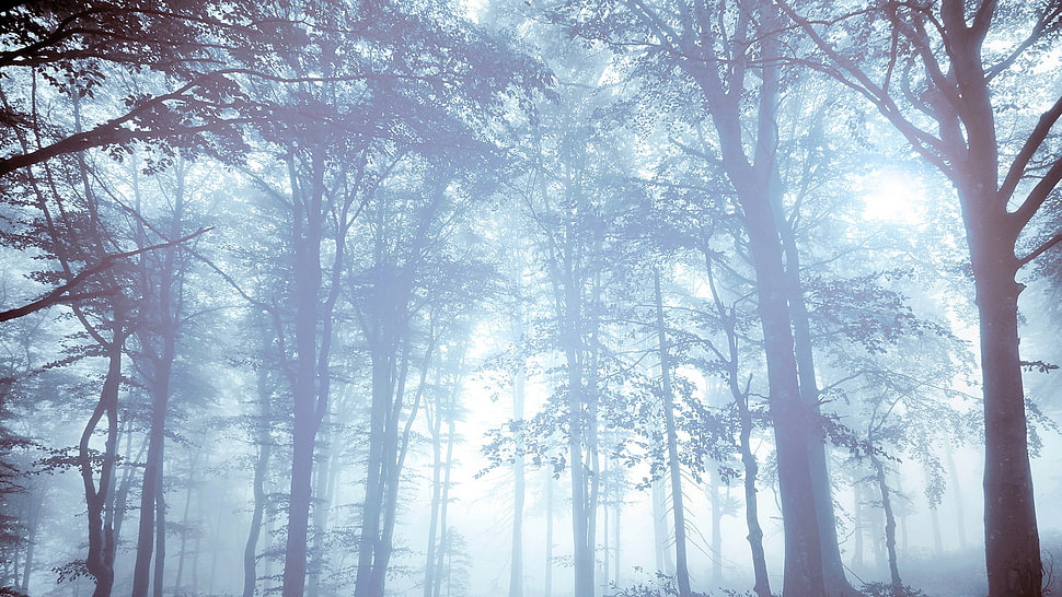 trees, nature, forest, mist, trees HD wallpaper