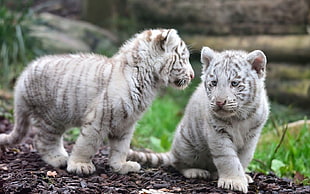 two albino tigers, animals, white tigers, tiger, baby animals HD wallpaper