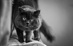 shallow focus photo of black cat