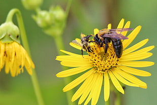selective focus photography of Bumble bee on top of yellow petaled flowers