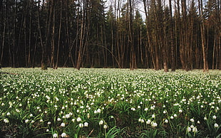 green leaved trees surrounded by white flower field during daytime