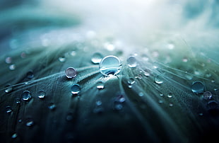 water dew on green leaf