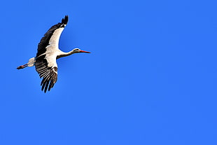 white stork HD wallpaper