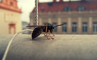 black and yellow Paper Wasp in closeup photography