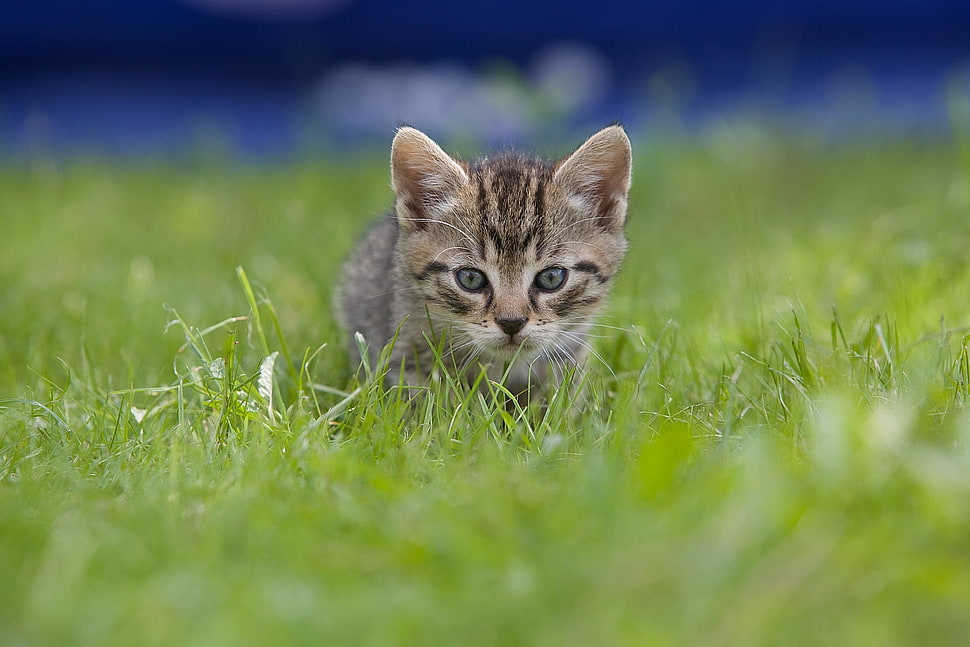 brown tabby kitten on grass HD wallpaper