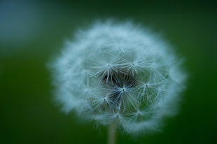 selective focus photography of dandelion flower