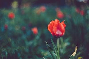 closeup photography of Tulip flower HD wallpaper