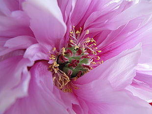 pink Peony flower, paeonia suffruticosa HD wallpaper