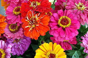 pink, orange and yellow flowers