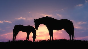 two silhouette of horses