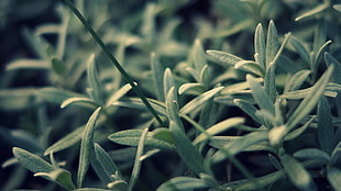 green bushes, plants, leaves HD wallpaper